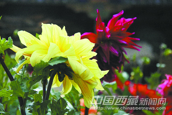 西藏 花卉 雪頓節