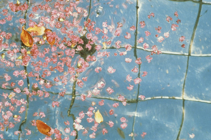 德克薩斯州 沃斯堡市 伯納特 公園 中國風景園林網