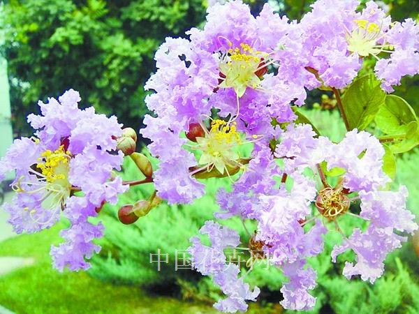 園林 花卉 修剪