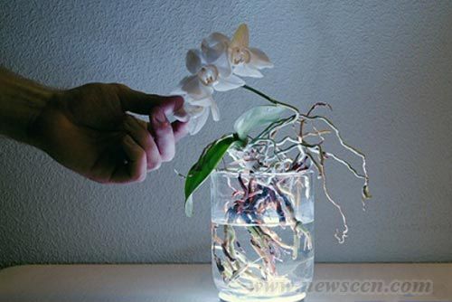 AuraLamp燈具 花瓶與燈具 燈具設計 中國風景園林網