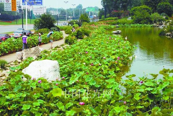 水生植物 綠道 花卉