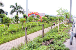 佛山 樹木 綠化