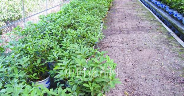 盆栽 日香桂 生產