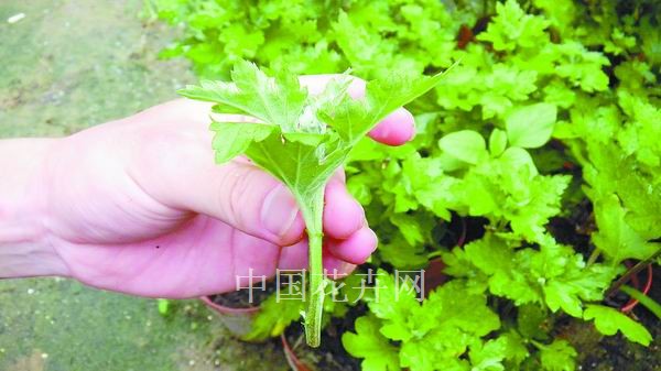 菊花 養(yǎng)殖 技術(shù)