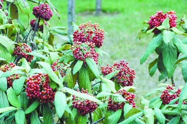 鄭州 枇杷葉莢蒾 花卉