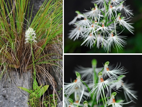云南 蘭科 玉鳳花