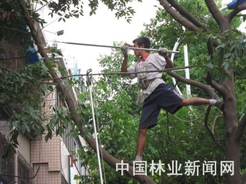 云南 行道樹 修剪