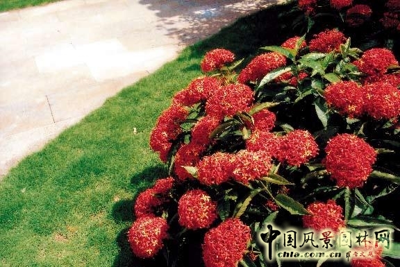 劉秀晨 綠色的云 中國風景園林網