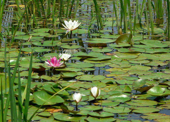 連載 劉秀晨 綠色的云 點評奧林匹克森林公園 中國風景園林網