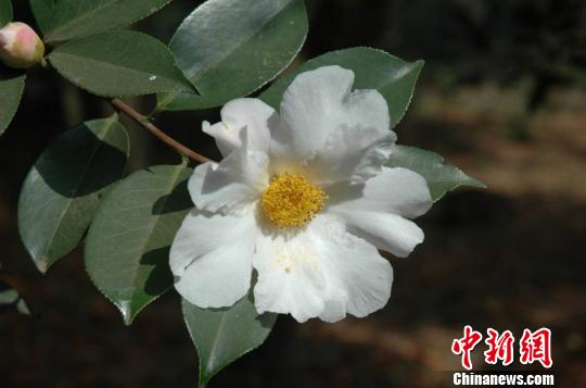 昆明 品種 植物