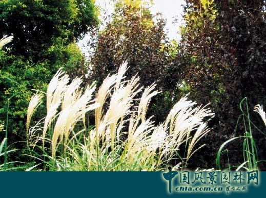 連載 劉秀晨 綠色的云 中國(guó)近代園林史 特征 中國(guó)風(fēng)景園林網(wǎng)