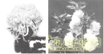 連載 劉秀晨 綠色的云 國花 一國兩花 中國風景園林網