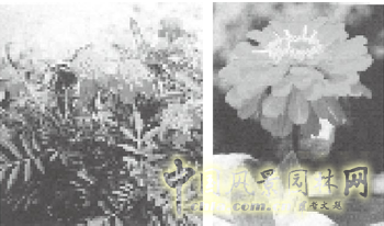 連載 劉秀晨 綠色的云 國花 一國兩花 中國風景園林網