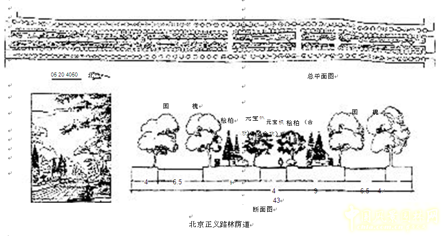 劉秀晨 綠色的云 北京 城市道路 綠化 中國風景園林網(wǎng)