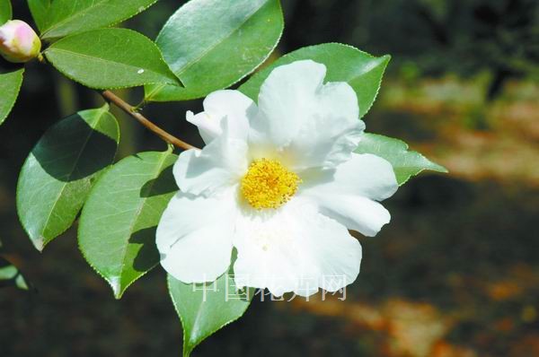 山茶 品種 植物