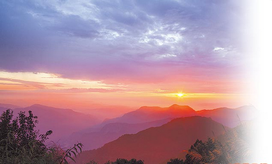 臺灣 阿里山 楓葉