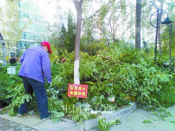 北京 大雪 修剪