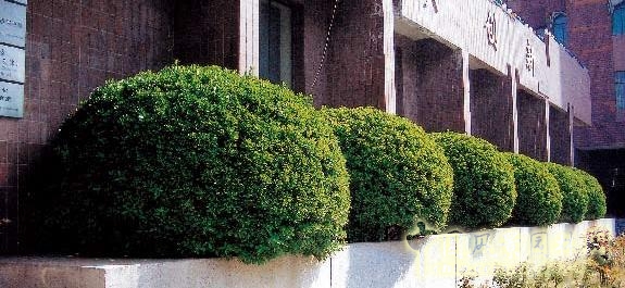 劉秀晨 綠色的云 植物配置 減法設(shè)計(jì) 中國(guó)風(fēng)景園林網(wǎng)