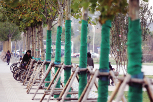 天津 冬季 綠化