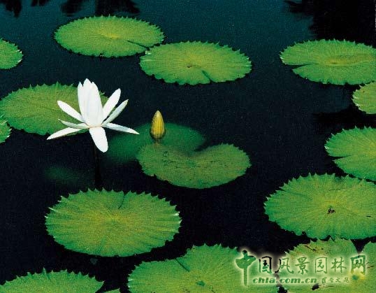 劉秀晨 綠色的云 公園設計 中國風景園林網(wǎng)