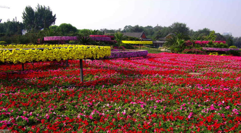 劉秀晨 綠色的云 石景山 綠色 園林城市 中國風(fēng)景園林網(wǎng)
