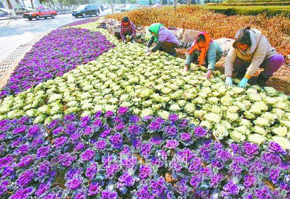 羽衣甘藍(lán) 連云港 冬景