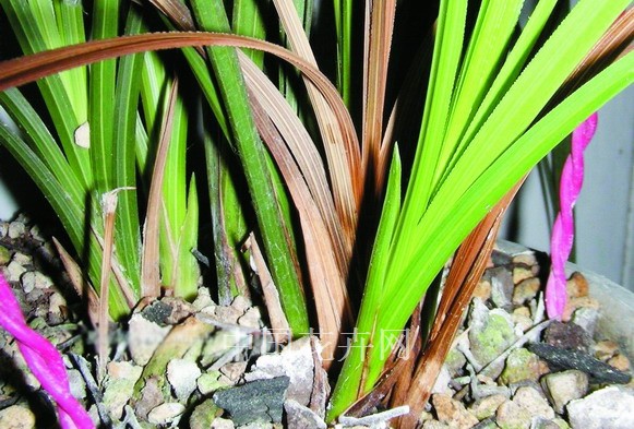 蘭花 病害 軟腐病