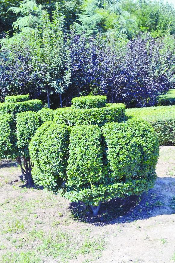 小葉女貞 造型 灌木
