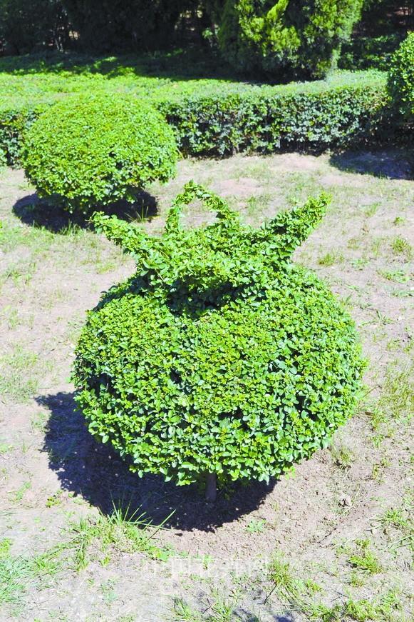 小葉女貞 造型 灌木