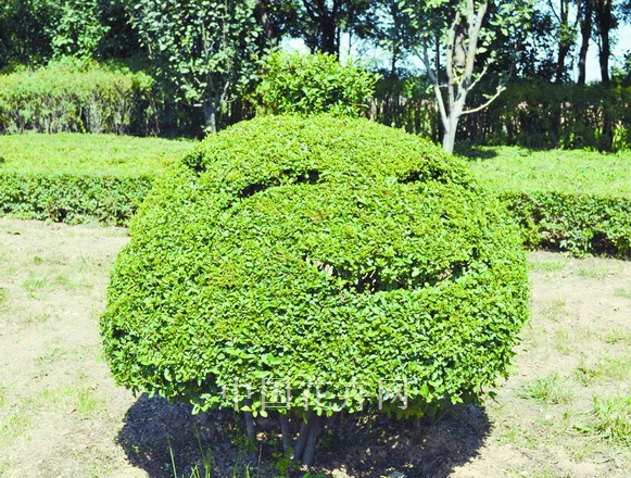 小葉女貞 造型 灌木