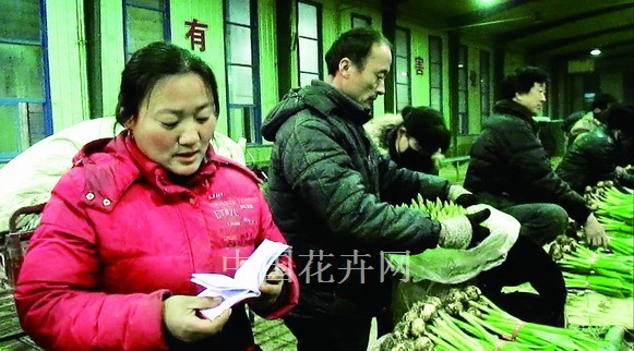 凌源 郁金香 球根花卉