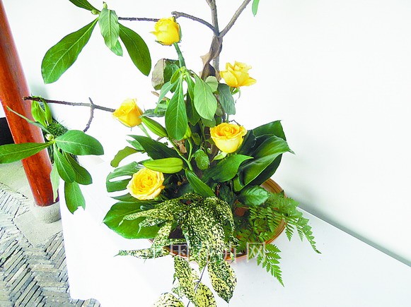 月季 栽培 養(yǎng)護