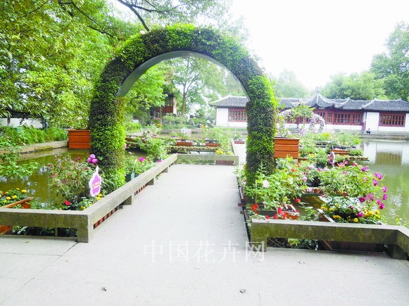 月季 栽培 養(yǎng)護