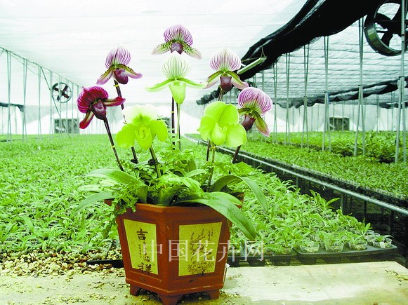 兜蘭 習性 養護管理