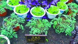 金佛山 世界遺產