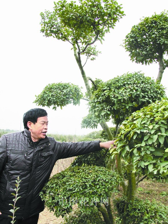 小葉女貞 市場 苗木