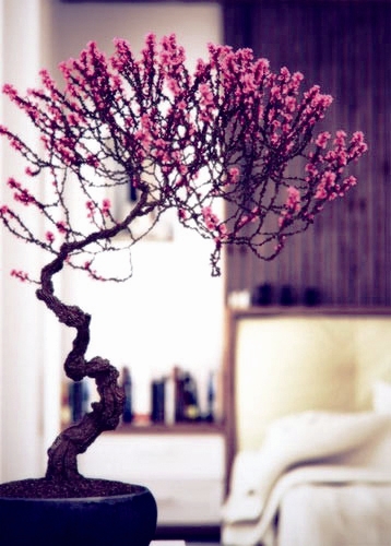 微盆景 盆栽藝術 年宵花系列