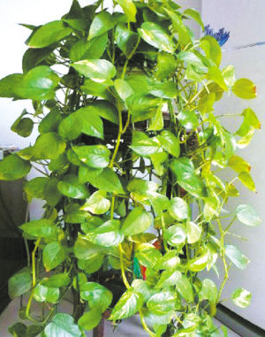 園藝師 室內養(yǎng)花 觀賞植物 