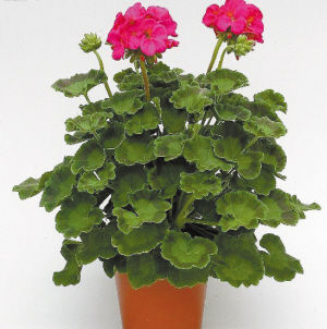 園藝師 室內養(yǎng)花 觀賞植物 