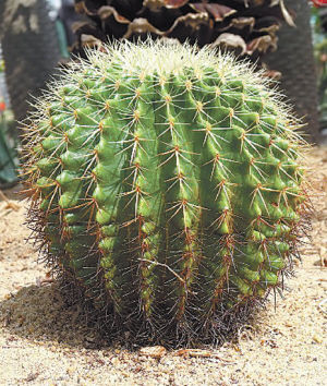 園藝師 室內養(yǎng)花 觀賞植物 