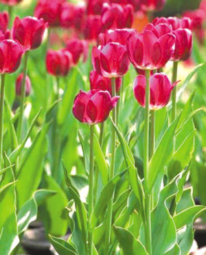 園藝師 室內(nèi)養(yǎng)花 觀賞植物