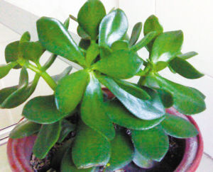 園藝師 室內(nèi)養(yǎng)花 觀賞植物