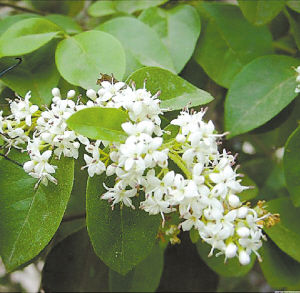 園藝師 室內(nèi)養(yǎng)花 觀賞植物