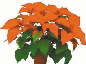 園藝師 室內養花 觀賞植物 