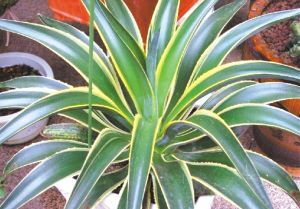 園藝師 室內養花 觀賞植物 