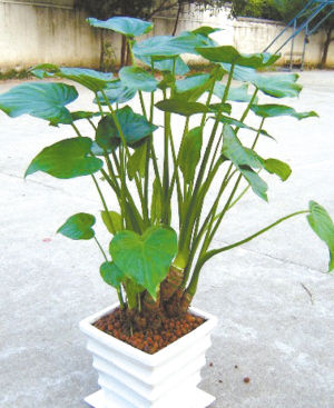 園藝師 室內(nèi)養(yǎng)花 觀賞植物