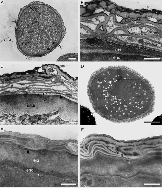 花粉壁的結(jié)構(gòu) 科技研究 中國風(fēng)景園林網(wǎng)
