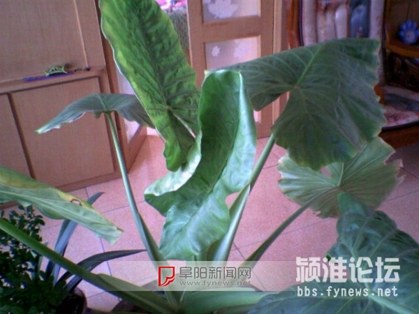 中國風景園林網 植物