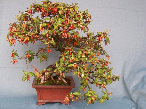 中國(guó)風(fēng)景園林網(wǎng) 植物