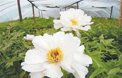 鄭州植物園內的牡丹花